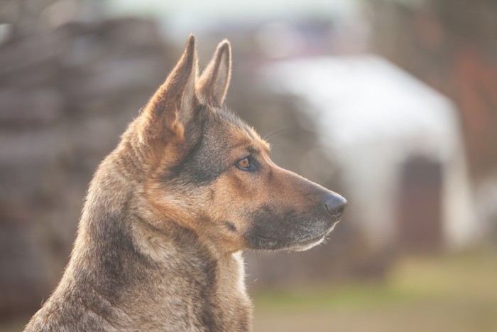 遠くを見る犬