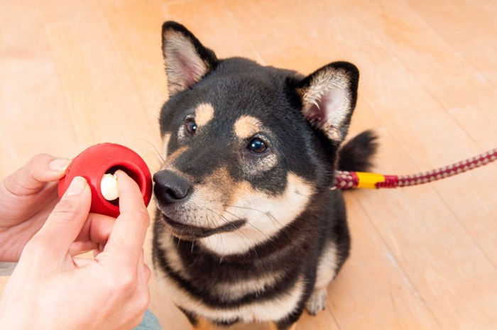 コングと黒い柴犬