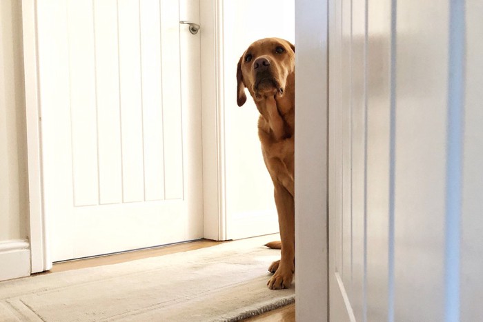 廊下からこっそり見ている犬