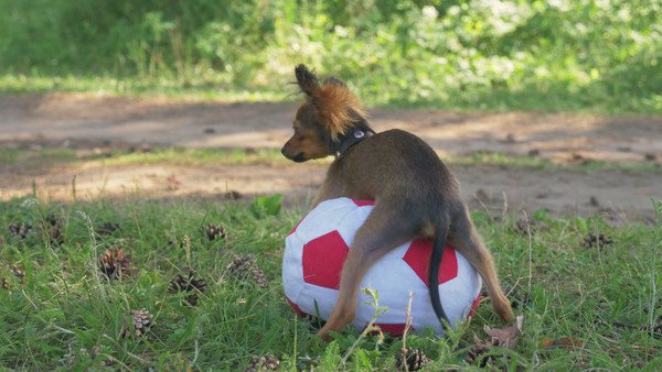 犬のマウンティングがしつこいのはなぜ？