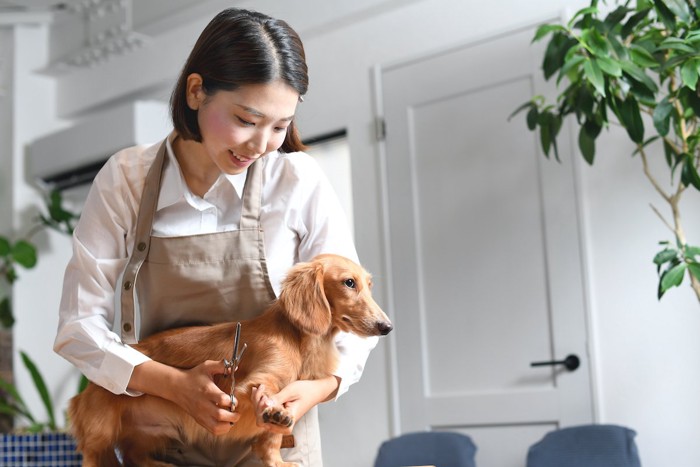 トリマーと犬の写真