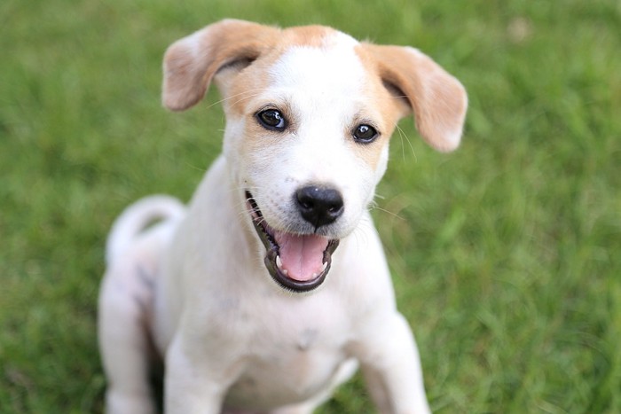 外で遊ぶ犬