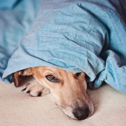 ブランケットから睨む犬