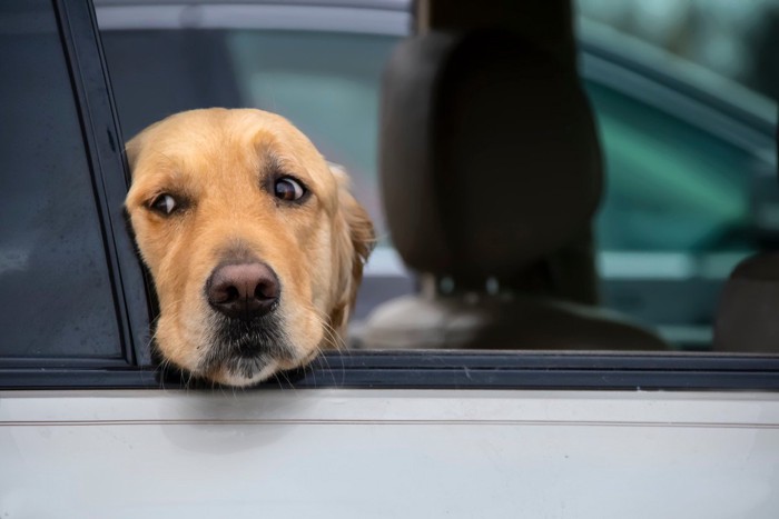 車の中から覗く犬の顔