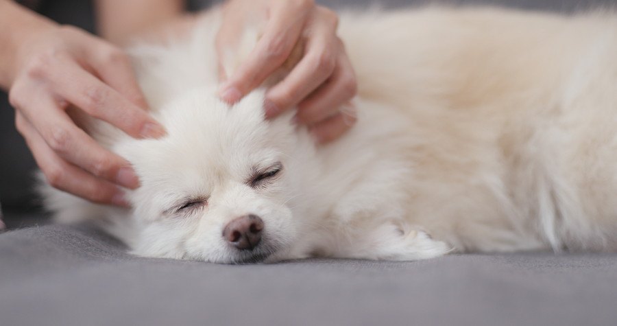 マッサージされて眠る犬