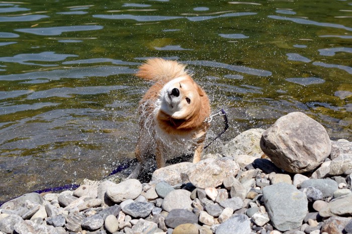 水遊びする柴犬