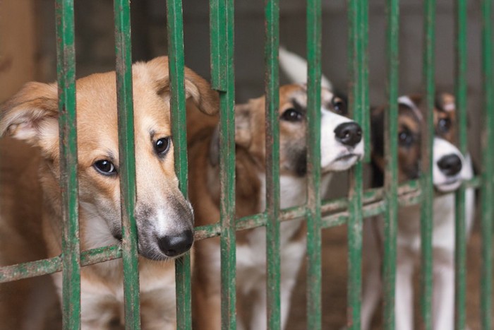 緑の檻に入る3匹の犬