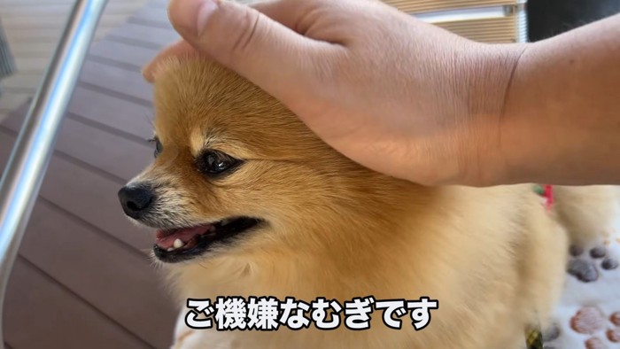 ご満悦の表情が可愛い♡
