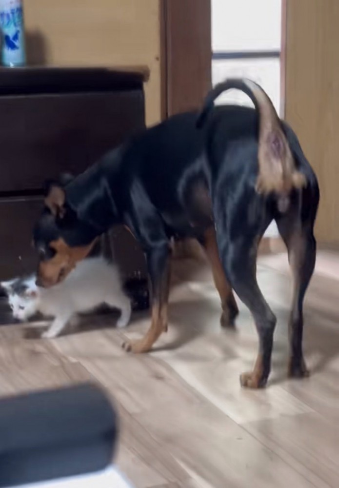 子猫を見守る犬