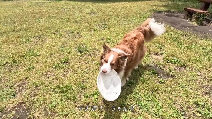 ディスクをくわえる犬