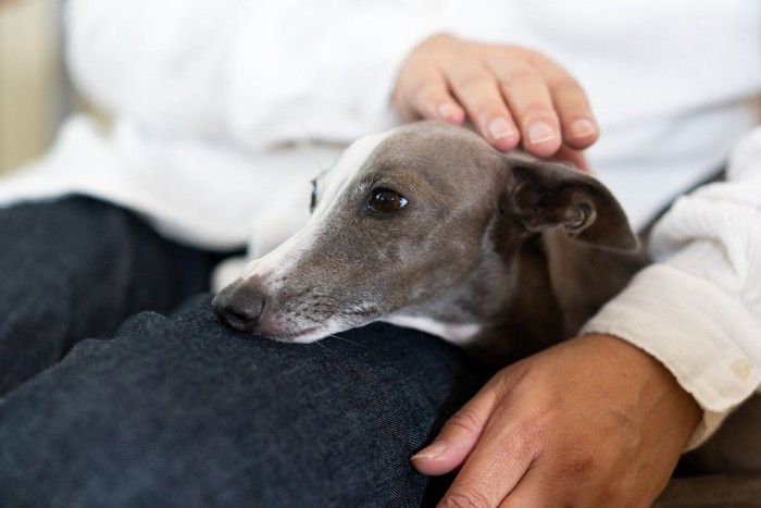 飼い主の膝にあご乗せする犬