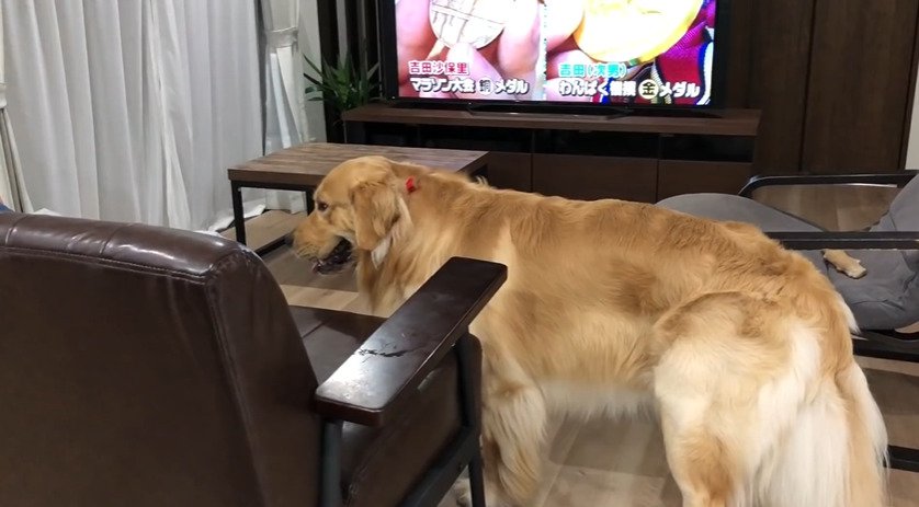 ソファの前に立つ犬