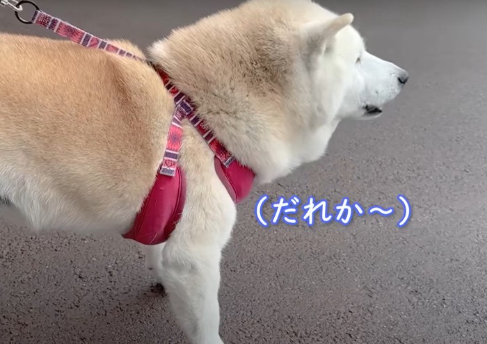 だれか～という犬