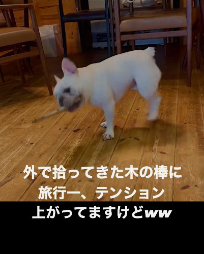 左向きの犬_下目線