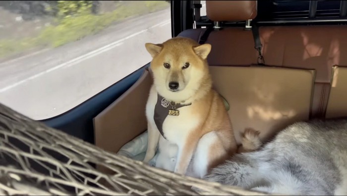 上目使いで車内を見まわす柴犬