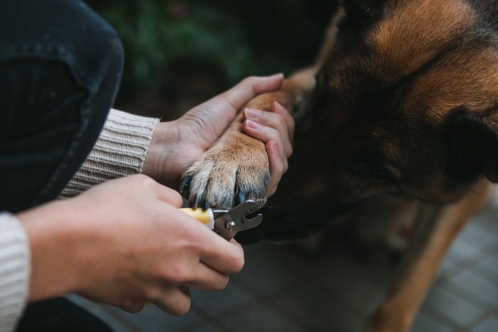 犬の爪切り