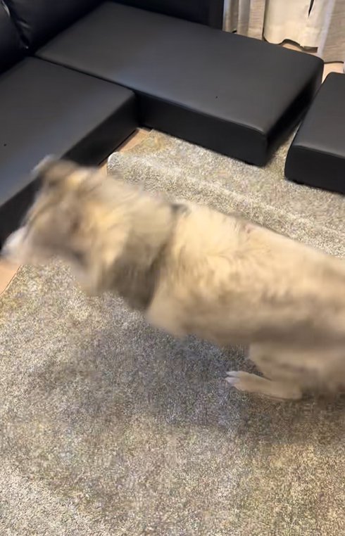喜んで回る大型犬