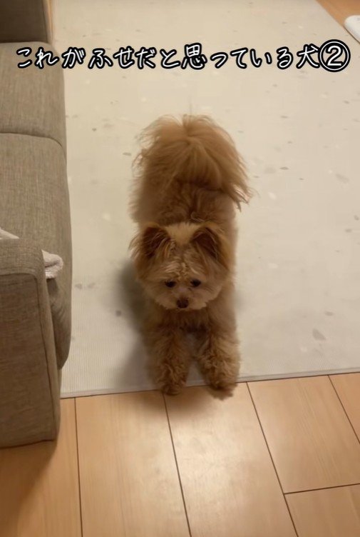 ハッピーちゃんの伏せ5