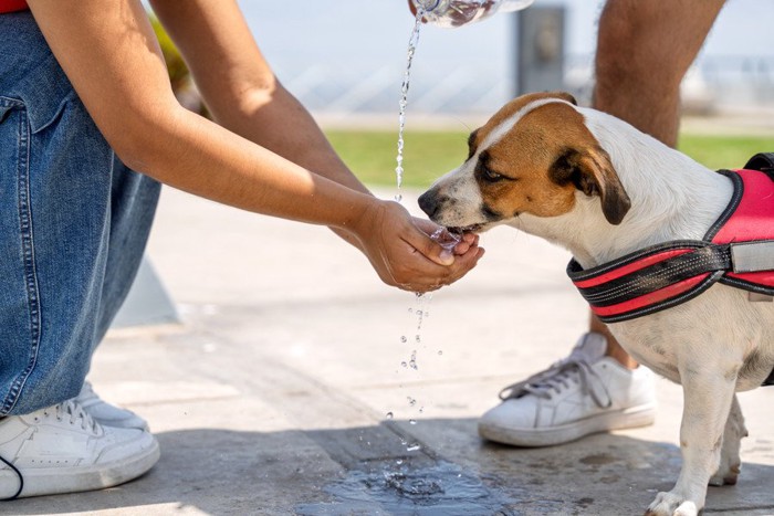 水を飲む犬