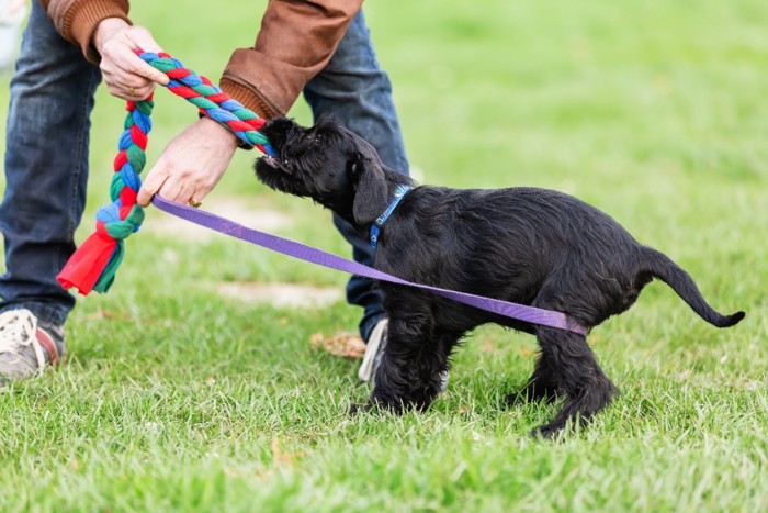 外で引っ張りっこする犬