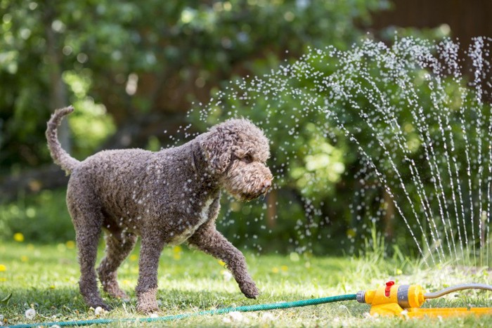 水浴びをして楽しむ犬