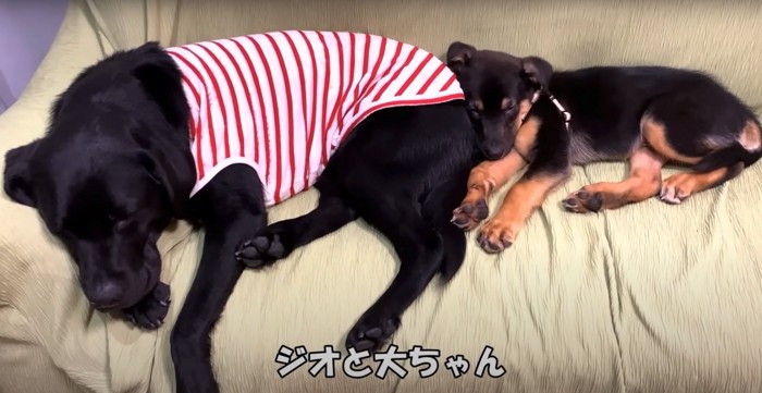 ソファで添い寝をする黒ラブと子犬