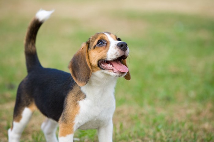 嬉しそうに上を見上げるビーグル犬