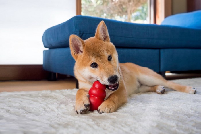 コングを噛む柴犬