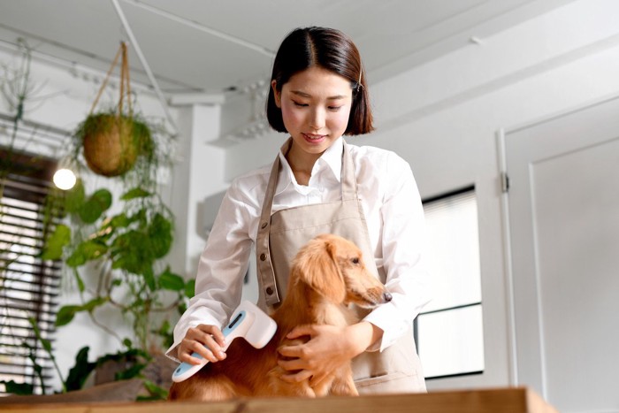 サロンでブラッシングされている犬