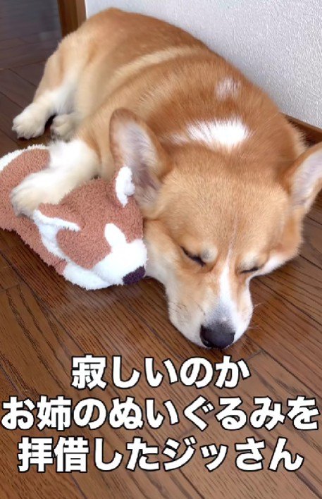 ぬいぐるみを抱えて寂しがる