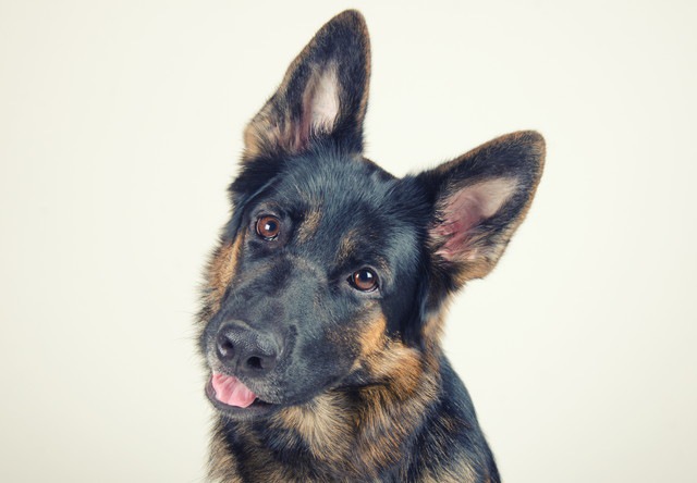 首を傾けている犬