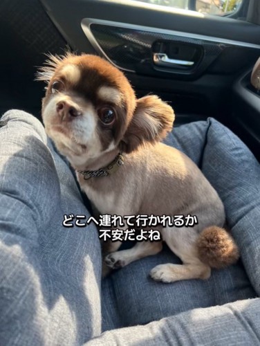 不安そうな犬