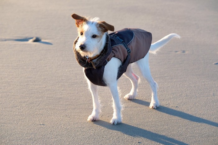 防寒服を着た犬