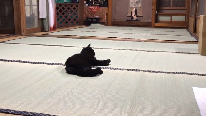 リラックス中の天くん