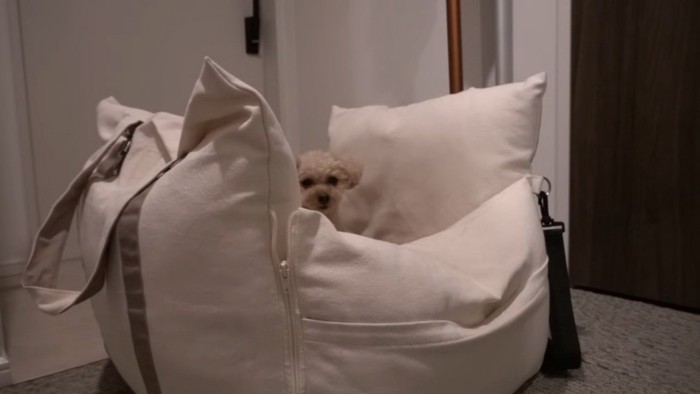 ドライブベッドに入るモコちゃん