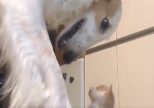 ボルゾイ