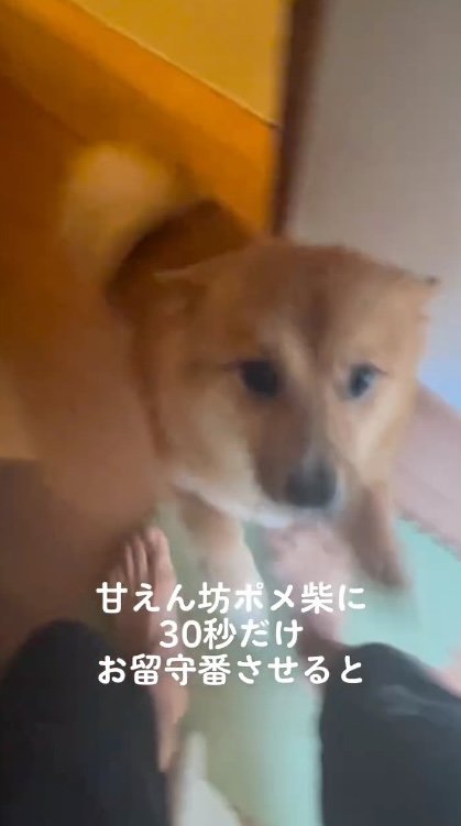 飼い主に飛びつく犬