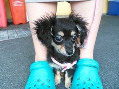 足元で怯えている子犬