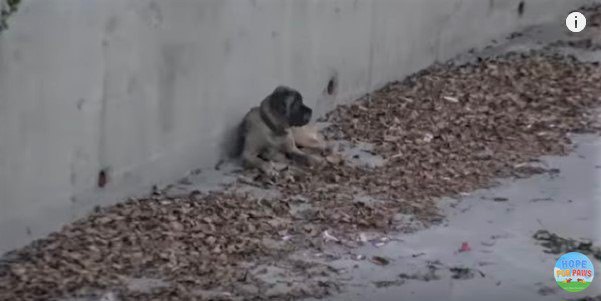 水路に横たわる犬