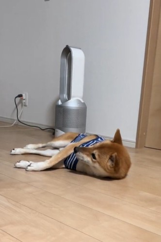 リスを見つめる柴犬