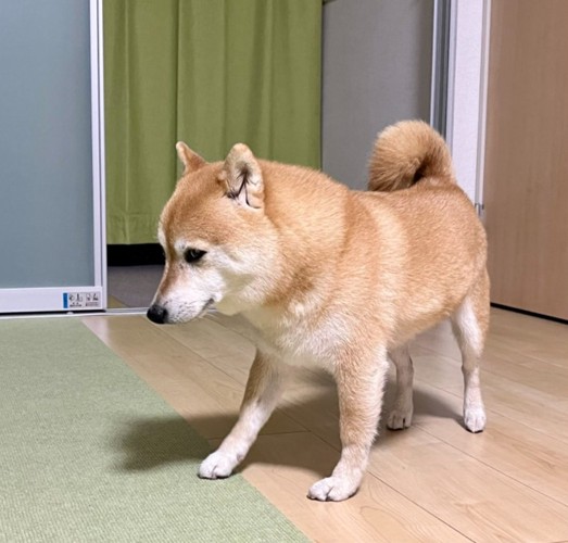 柴犬こじろうさん