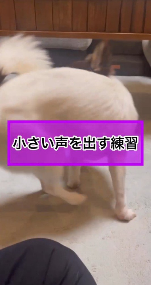 回転する犬