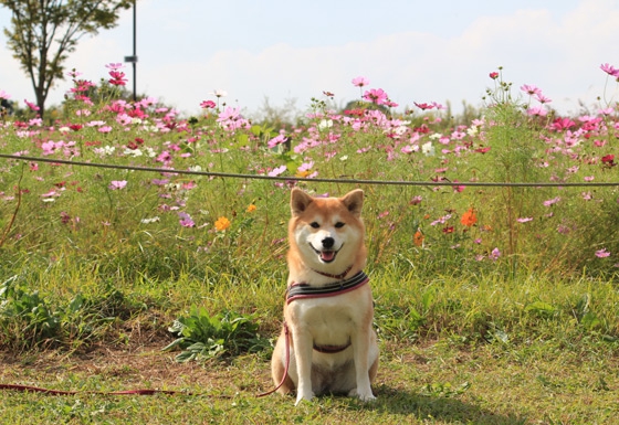 公園のコスモスと柴犬