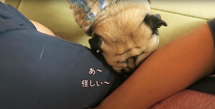 飼い主の太ももと腕の隙間に顔を近づけるパグ