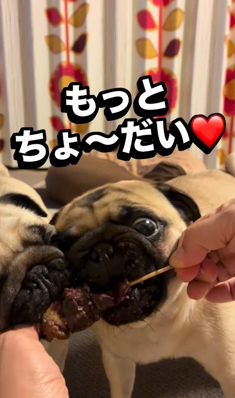 やきとりを食べる小型犬たち
