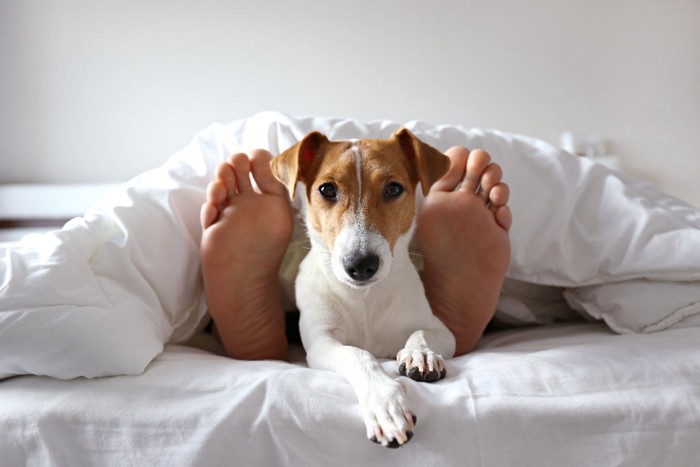 寝ている飼い主の足の間から顔を出す犬