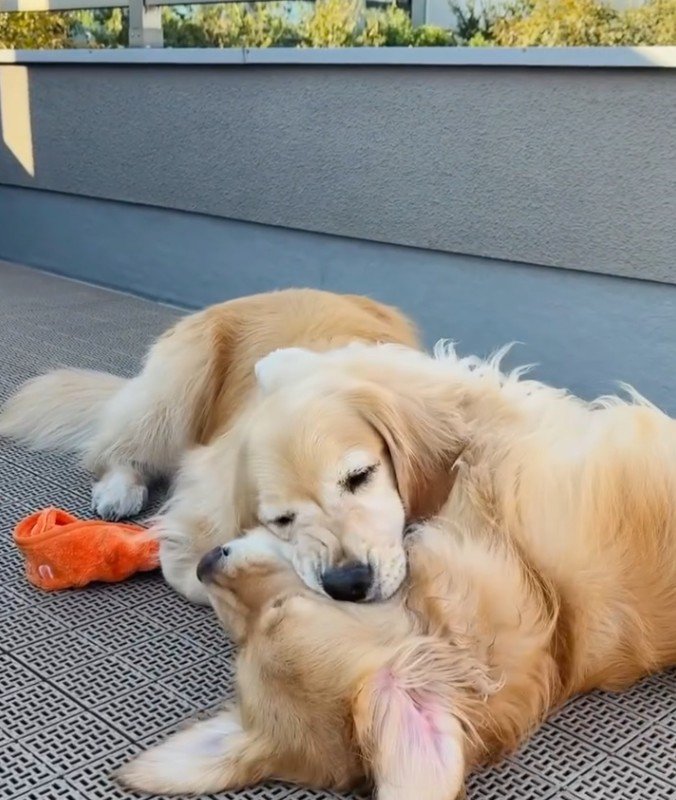 仲良しなコメちゃんとイクラちゃん