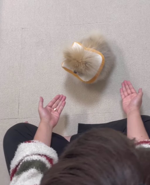 おやつを見せている飼い主さんの前に小型犬