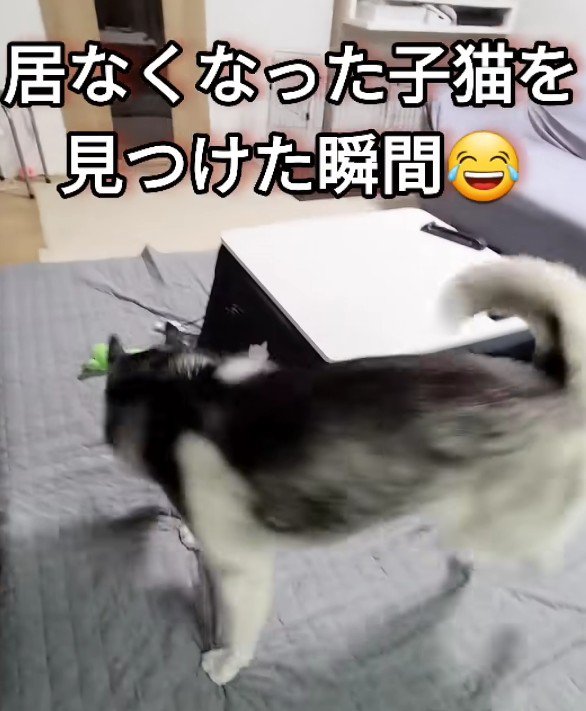 猫がいなくなった!?