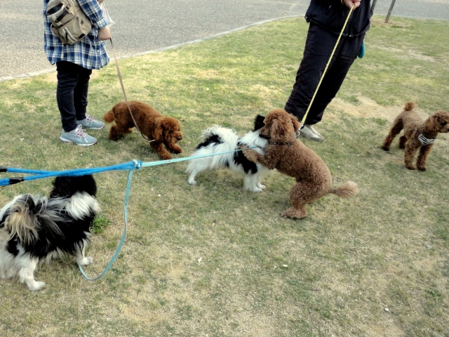 公園での集まり わんちゃん集合 遊んでいる